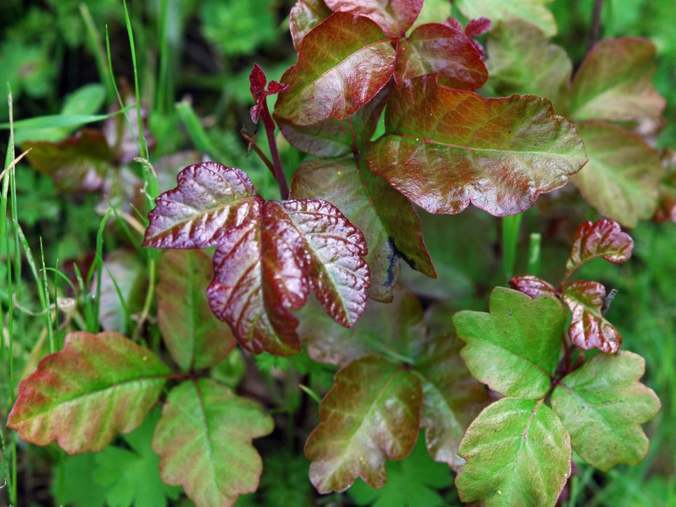 vine with alternating leaves