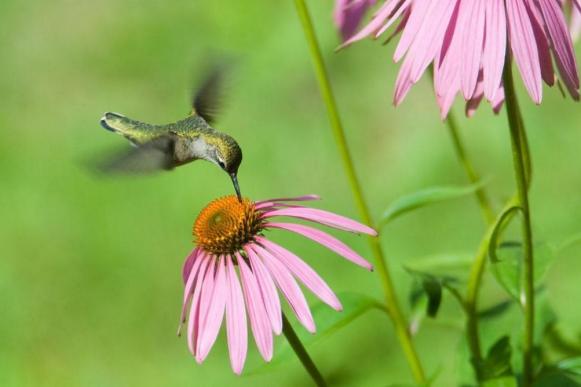 Hummingbird and purple coneflower Hummingbird and purple coneflower
