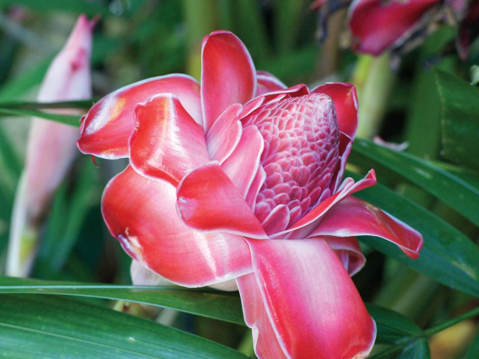 Etlingera hemisphaerica var. Pink