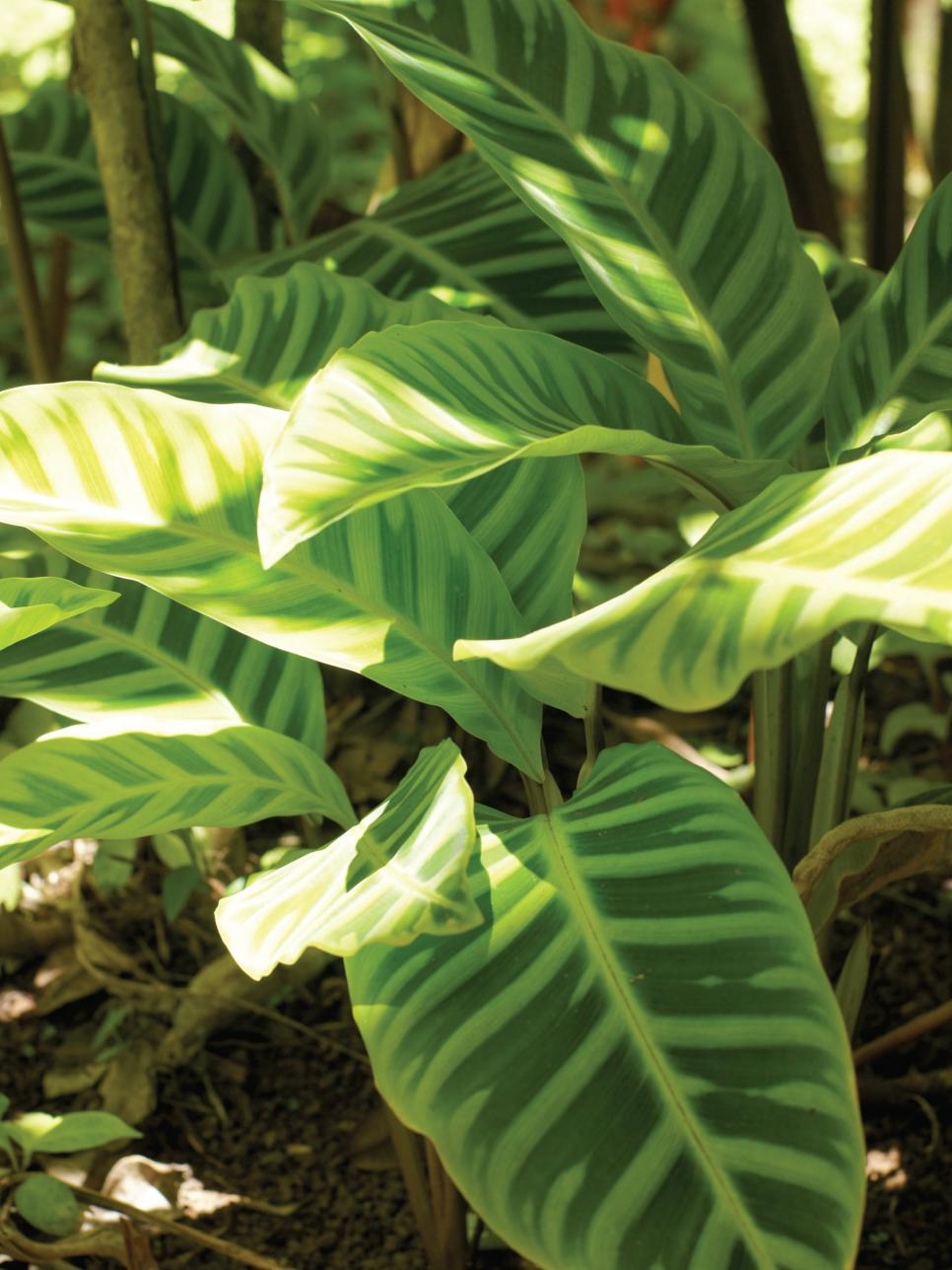 Tropical Plants at the Hawaii Tropical Botanical Garden HGTV