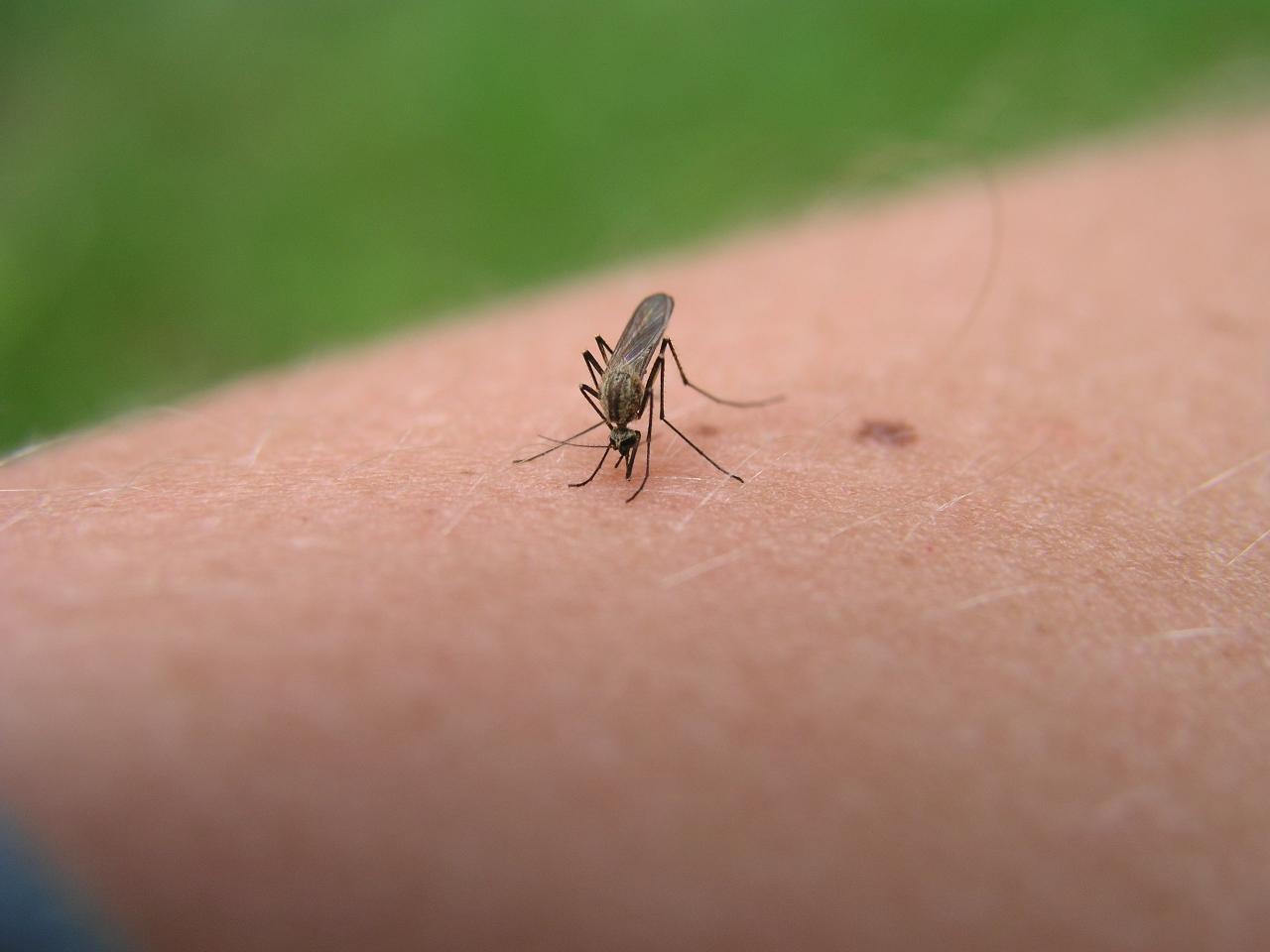 Use these mosquito control tips to never get bitten again ...