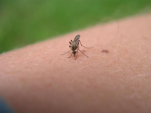 Try as we might to avoid them, mosquito bites are an inevitable part of summer. Try as we might to avoid them, mosquito bites are an inevitable part of summer.