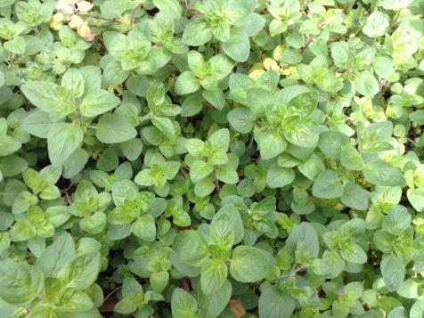 Herbivore: Get a Dose of Good Luck by Growing Oregano