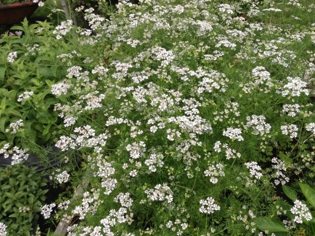 Cilantro flowers