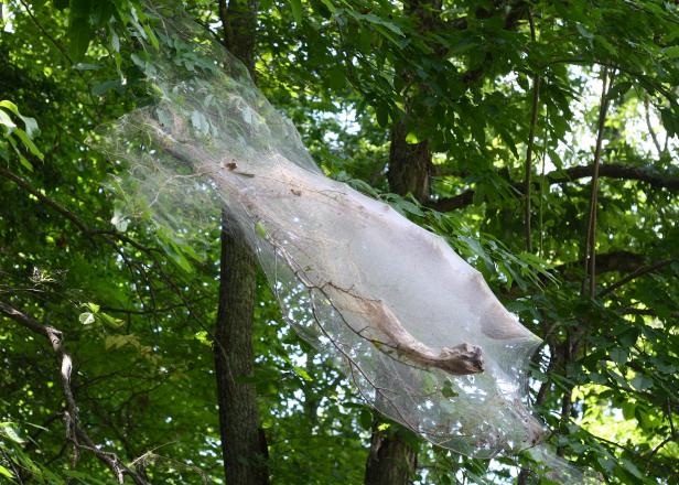 Nesting webworms in fruit and nut trees are unattractive but rarely cause lasting damage. Nesting webworms in fruit and nut trees are unattractive but rarely cause lasting damage.