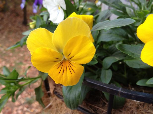 bright yellow pansies L30135 bright yellow pansies L30135