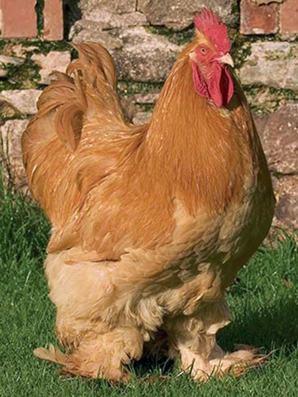 Heritage Chicken Breeds HGTV