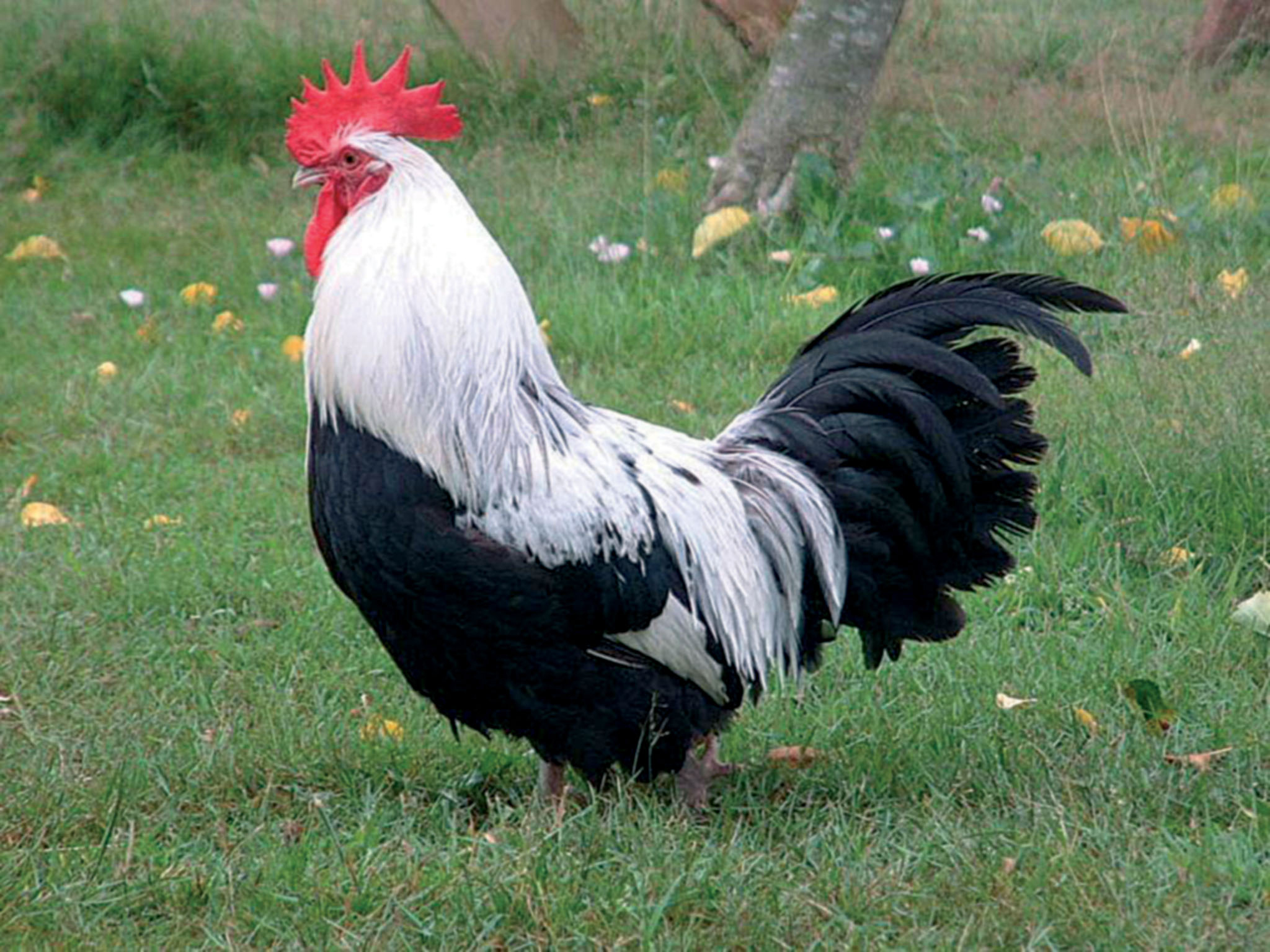 Курицы породы Доркинг