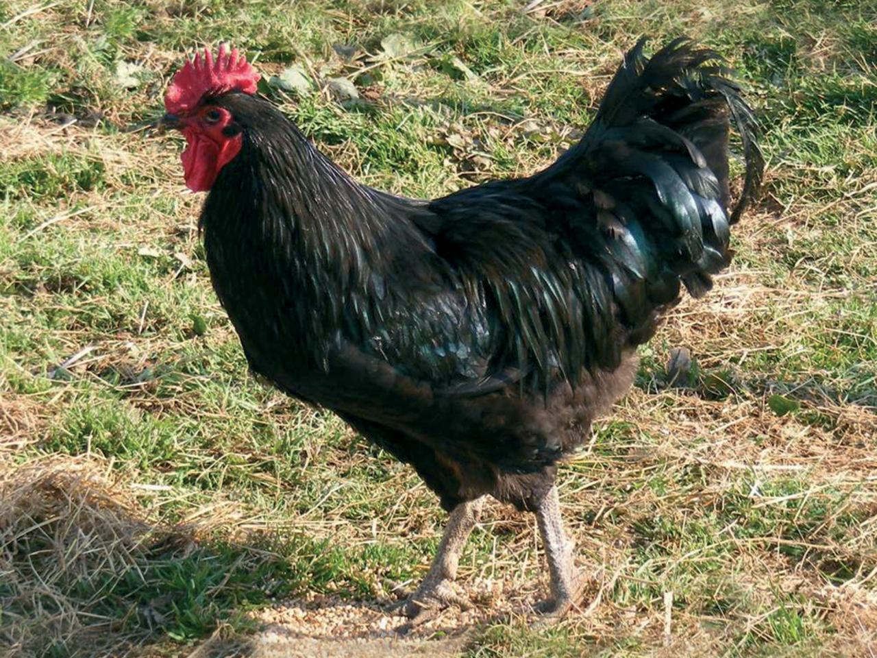 Backyard Chicken Breeds Barred Rock HGTV