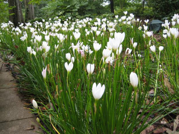 rain lilies.JPG rain lilies.JPG