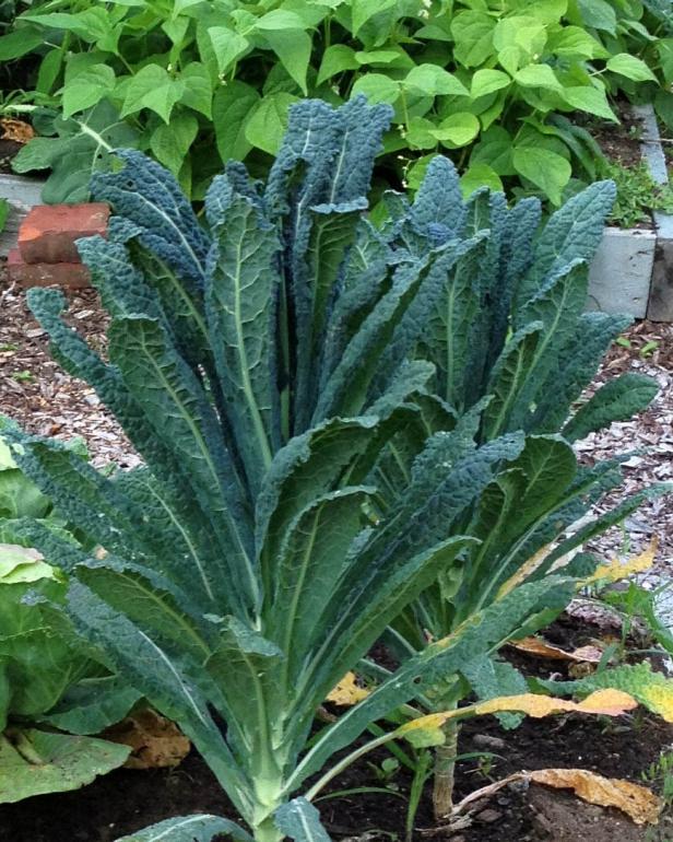 Tuscan Kale Tuscan Kale