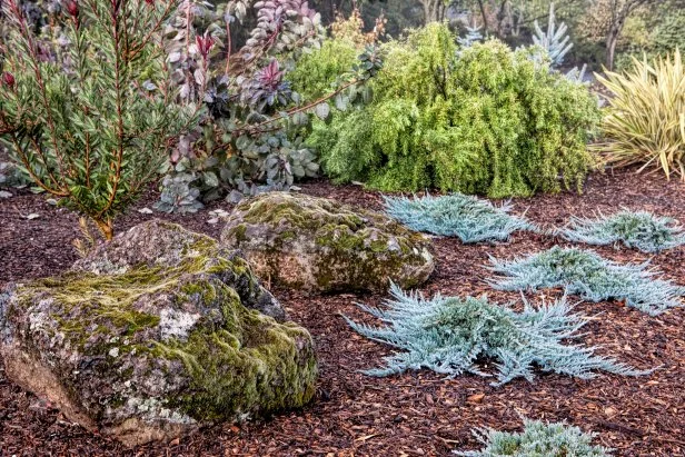 Creeping juniper 'Blue Chip'