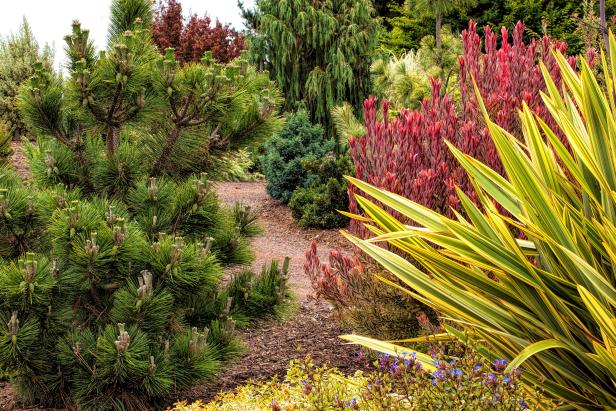 Types of Conifers Types of Conifers