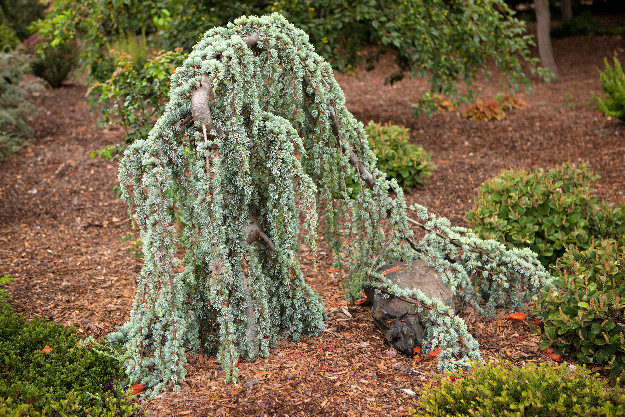 Cedrus libani Horstmann