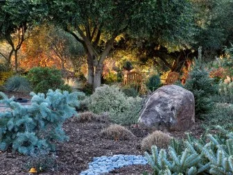 Far left: Violacea Prostrate white fir. Lower right: &quot;Poulsen' Arnoldiana fir. Behind rock: 'Horstmann's' Silberlocke Korean fir