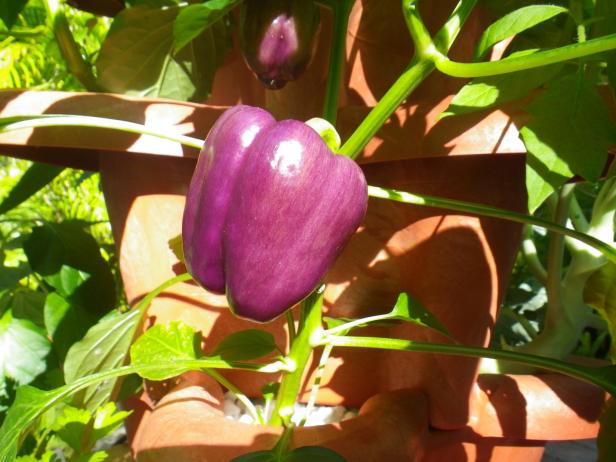 Hydroponically Grown Purple Bell Pepper Hydroponically Grown Purple Bell Pepper