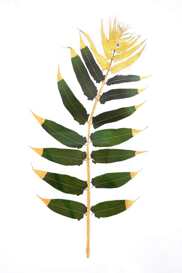 Gilding and Framing Botanicals Gilding and Framing Botanicals
