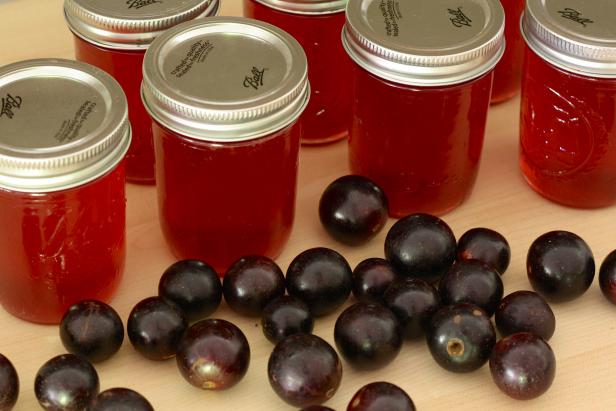 Use the sweet juice of thick-skinned Muscadine grapes to make succulent jelly with just the right bite Use the sweet juice of thick-skinned Muscadine grapes to make succulent jelly with just the right bite