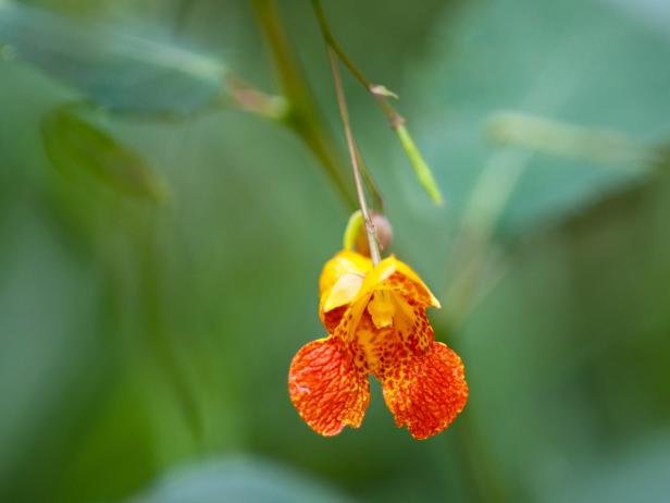 The most familiar blooms of jewelweed are orange with dark red spots. Others bloom a creamy yellow. The most familiar blooms of jewelweed are orange with dark red spots. Others bloom a creamy yellow.