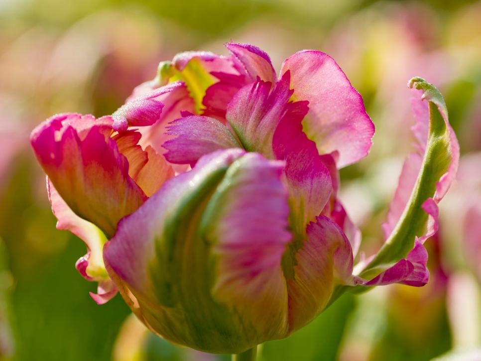 Parrot Tulip Varieties HGTV
