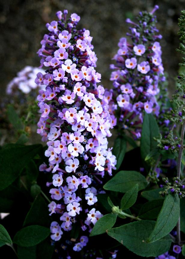Buddleia 'Lavender Veil' Buddleia 'Lavender Veil'