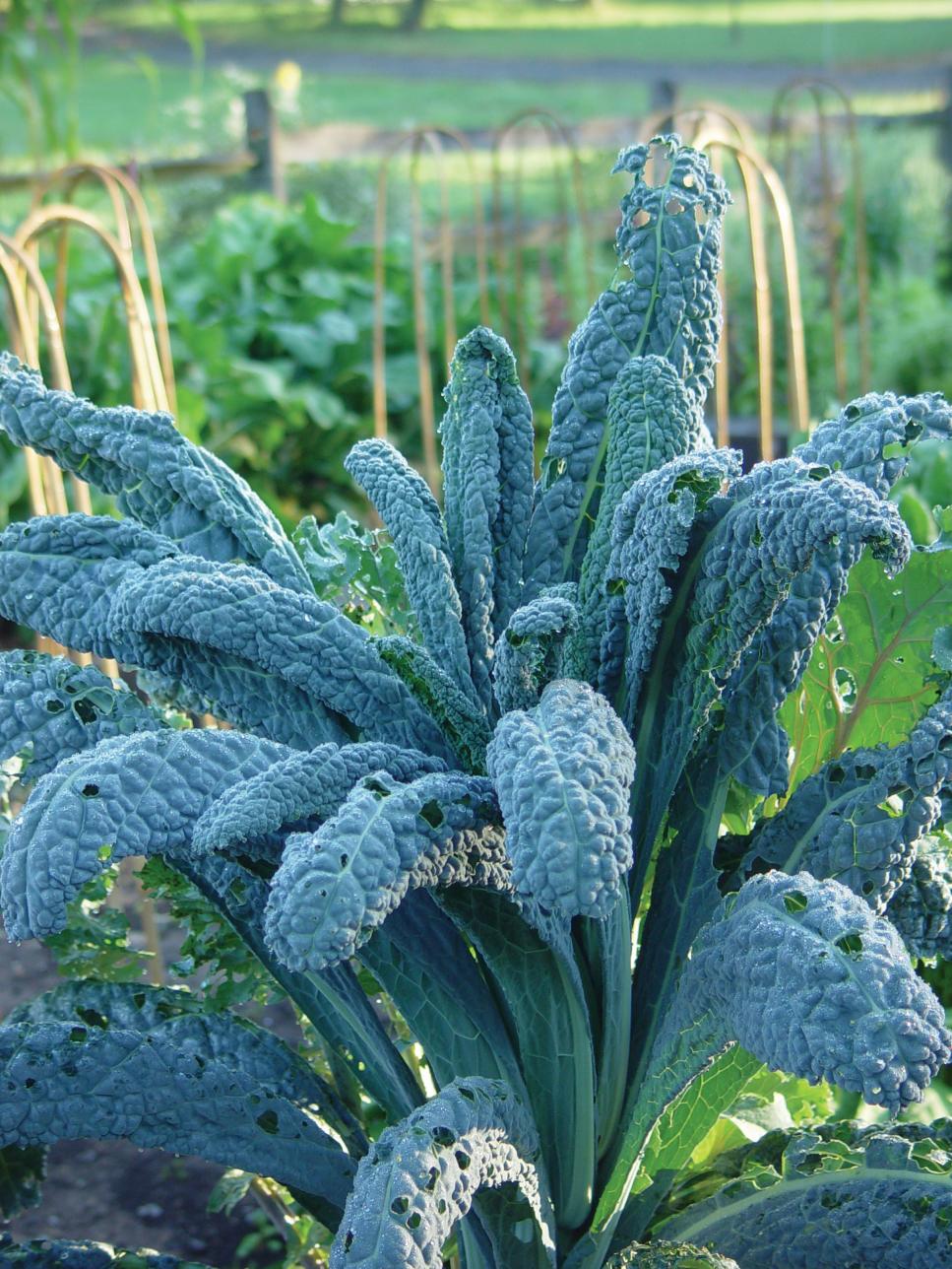 Grow an Italian Vegetable Garden | HGTV