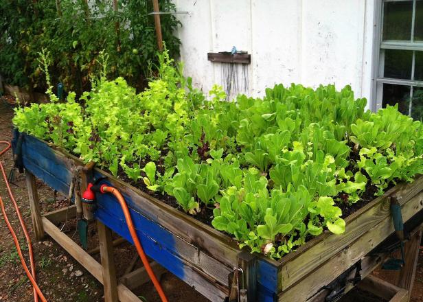 Elevated Garden Bed Elevated Garden Bed
