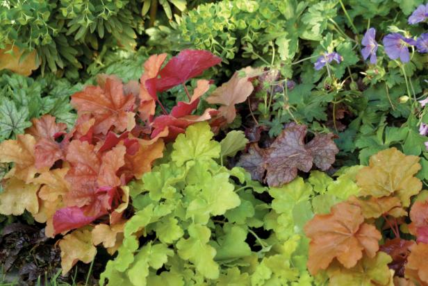 Heuchera Coral Bells Heuchera Coral Bells
