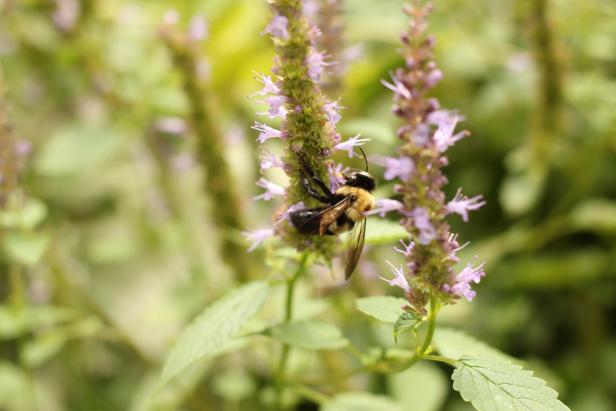Incorporating plants that attract bees keeps pollination alive in your landscape.