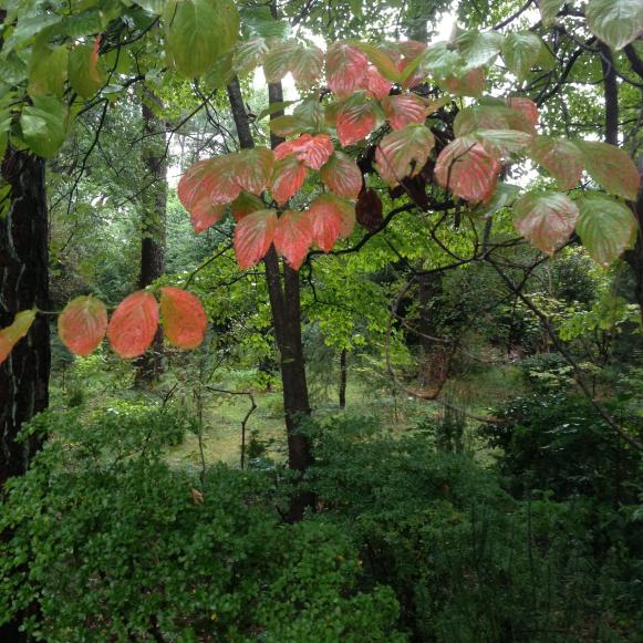 Signs of Autumn Signs of Autumn