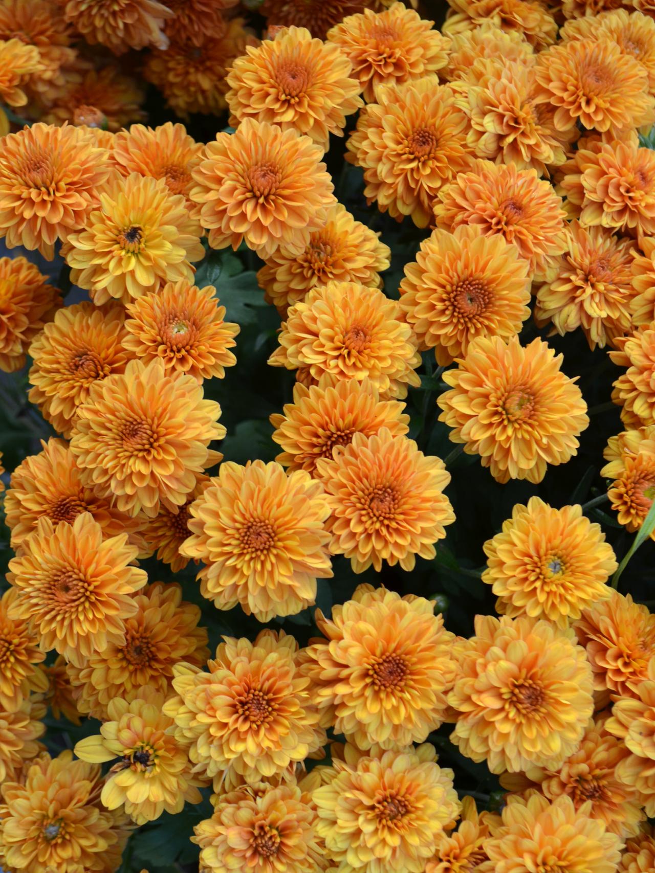 orange mums these orange garden mums show us what fall is all about
