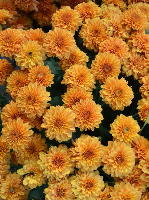 Orange Mums Orange Mums