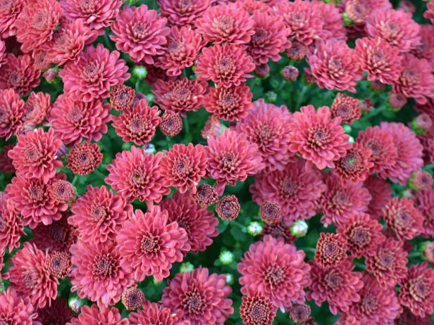 Pretty Pink Garden Mums Pretty Pink Garden Mums