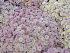 Are mums annuals or perennials?