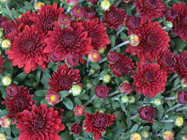 Mums are Fall's Dahlias Mums are Fall's Dahlias