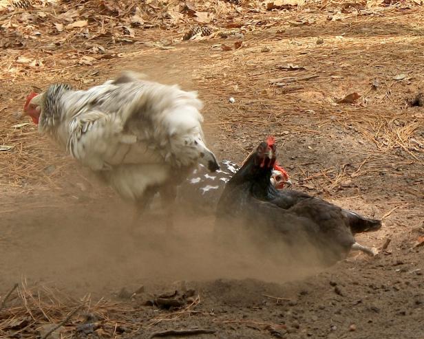 Dust Bath Dust Bath