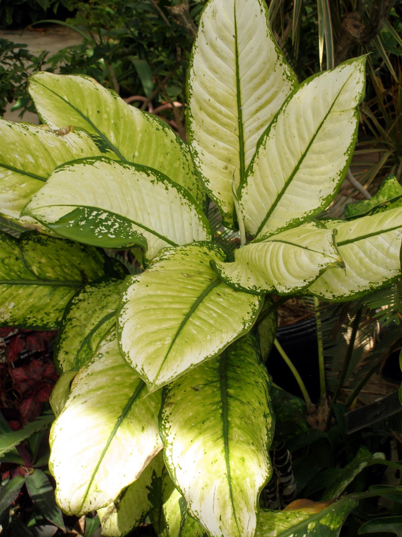 Easy Tropical Houseplants | HGTV