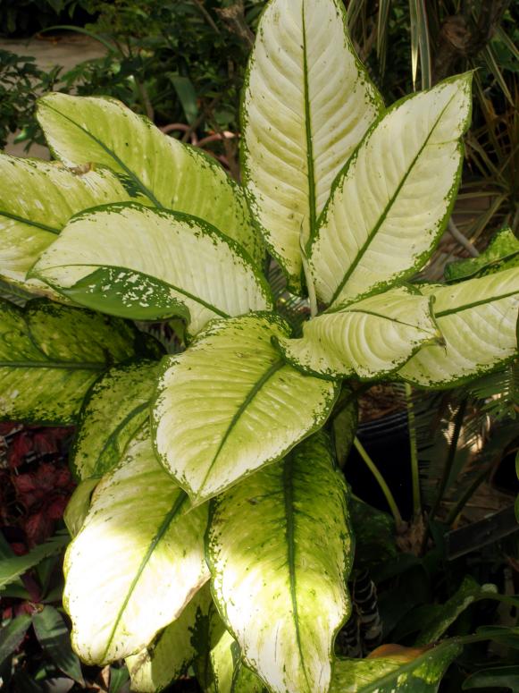 Dieffenbachia or Dumb Cane Dieffenbachia or Dumb Cane