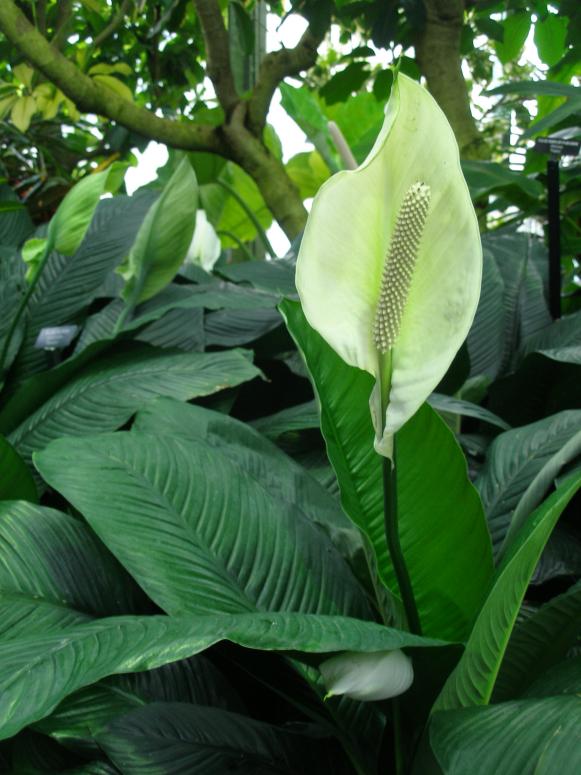 Peace Lily or Spathiphyllum Peace Lily or Spathiphyllum