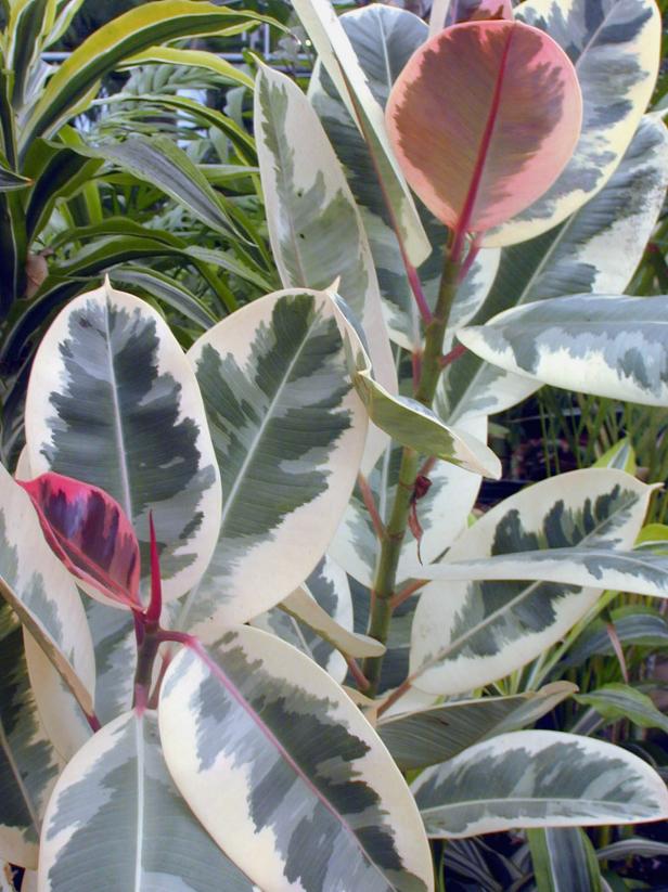 Rubber Tree Rubber Tree