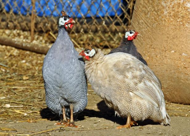 Guinea Fowl Guinea Fowl