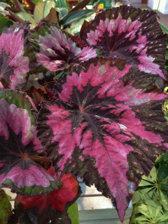Begonia Begonia