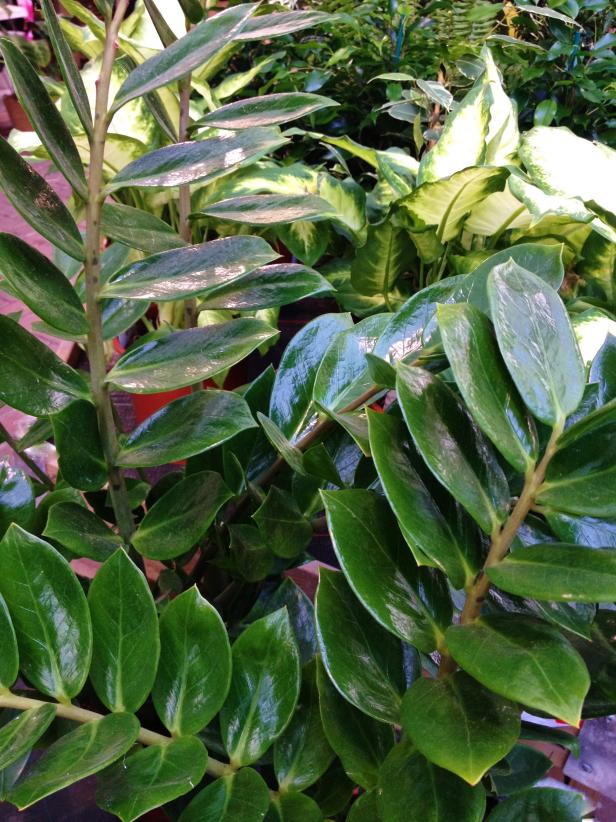 ZZ plant (Zamioculcas zamiifolia) ZZ plant (Zamioculcas zamiifolia)