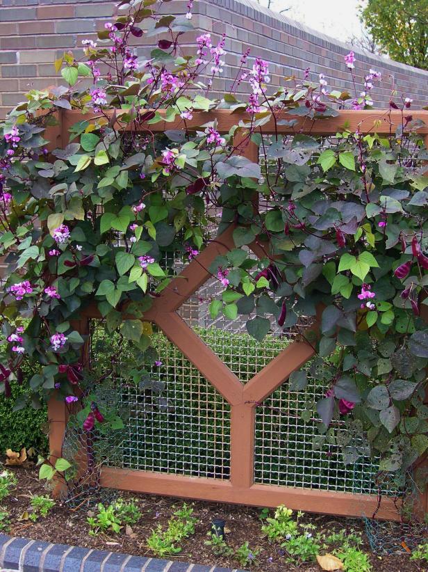 Fast=growing hyacinth bean on a baffle wall Fast=growing hyacinth bean on a baffle wall