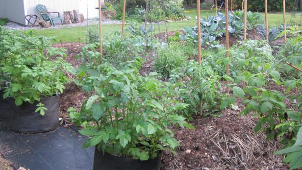 Soup Garden Soup Garden
