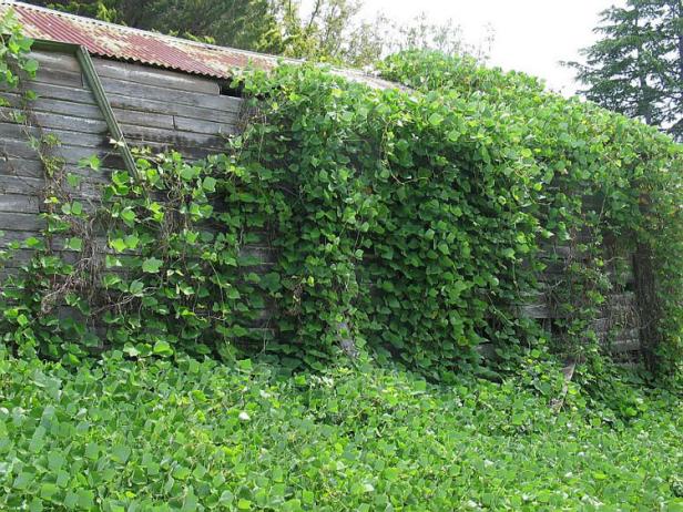 In the South, kudzu is said to grow a foot per day in summer, climbing over anything in its way. In the South, kudzu is said to grow a foot per day in summer, climbing over anything in its way.