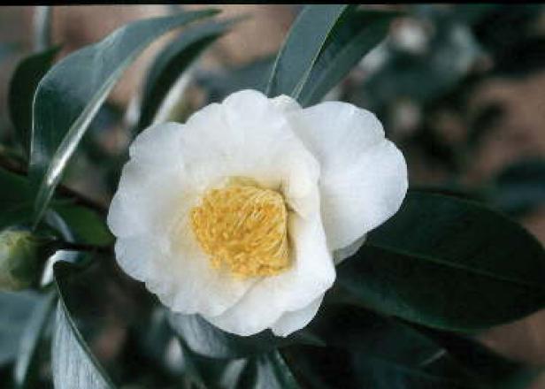 White camellia with center White camellia with center