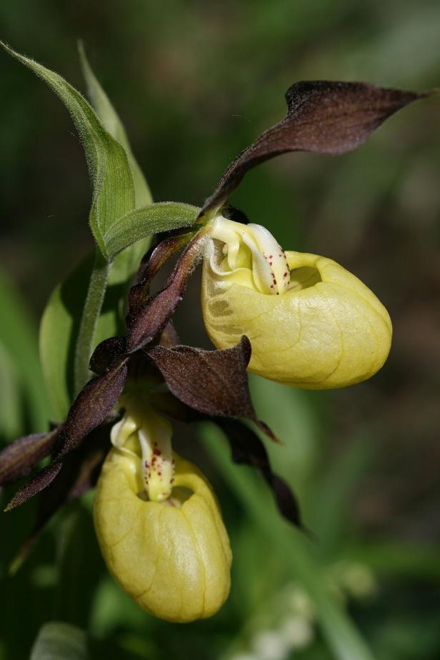 Leave wintery thoughts of snow boots behind and behold these heartwarming yellow lady's slippers. Typically found in moist and woody areas throughout the world, visitors to the Chicago Botanic Orchid Show will find them cleverly displayed throughout the Regenstein Center Greenhouses and Gallery.