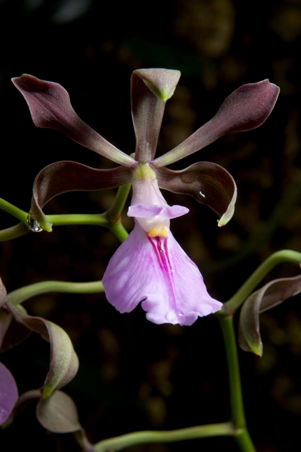 Exotic Orchids at the Chicago Botanic Garden HGTV