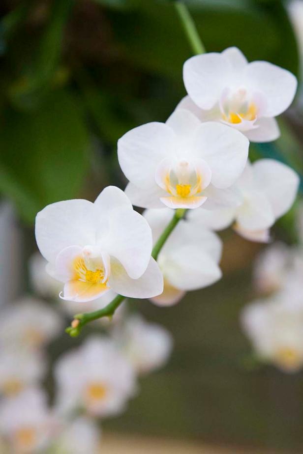 Phalaenopsis Timothy Christopher moth Phalaenopsis Timothy Christopher moth